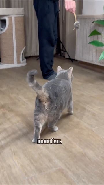 #котики #животнве #животныеyappy