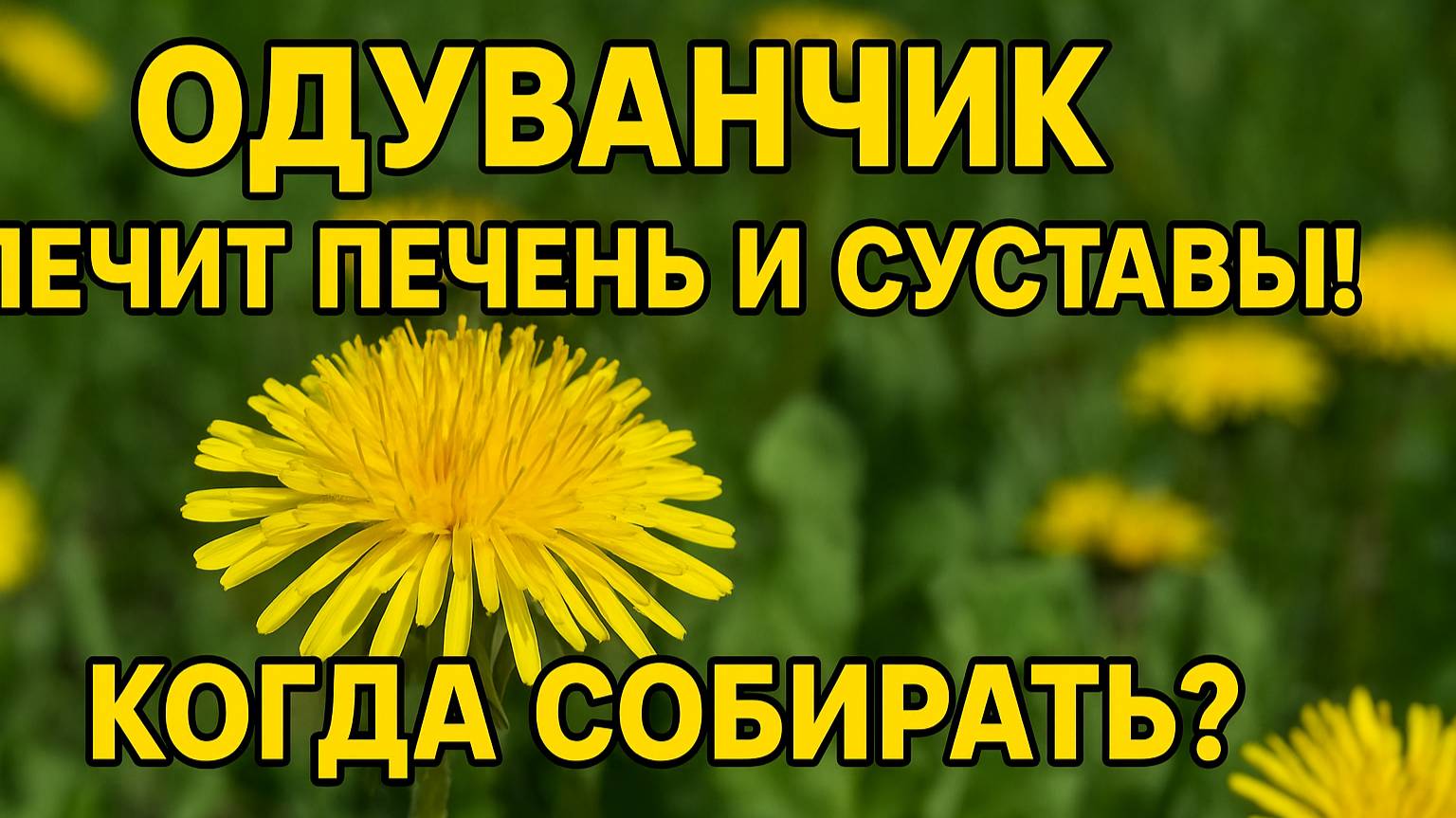 ОДУВАНЧИК лечит печень, суставы и даже кожу! Когда и как собирать правильно?