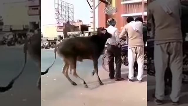 Всё таки он его нашел 😂😂😂😂🐑🐑🐑