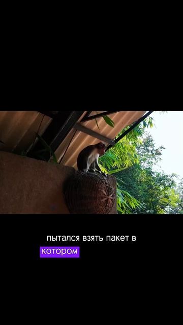 Не кормите диких обезьян!