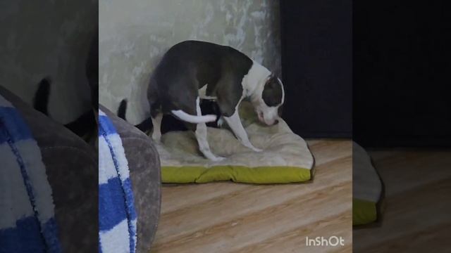 Наглый и бесстрашный кот Вася и собаки
