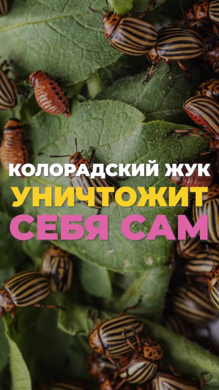 🐞 Этот метод заставит колорадского жука уничтожить самого себя! 🌿