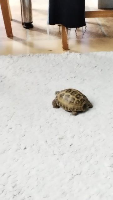 какос