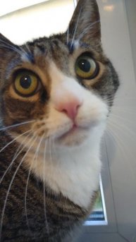 Кот Грунт пьет. 15 июня 2025.