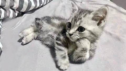 ПРИКОЛЫ С ЖИВОТНЫМИ ДО СЛЕЗ _ Смешные КОТЫ 2022 _ Приколы с КОТАМИ _ Funny ANIMALS video