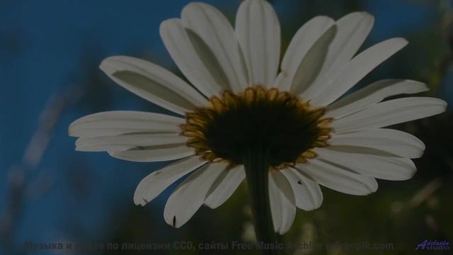 Дикие звери и дикий вайб! - Little Lily Swing -- Tri-Tachyon -- The Kleptotonic EP
