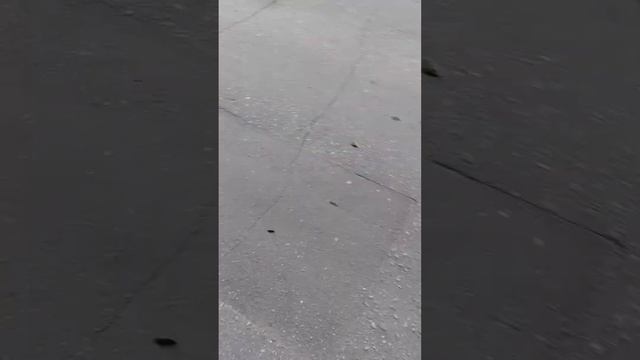 Симпатичный мохнатыш в Бибирево, Москва!