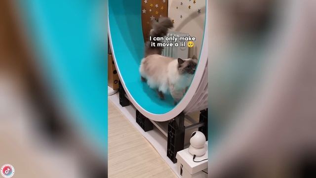 Best video of Tik Tok! 16.06.25 / 10