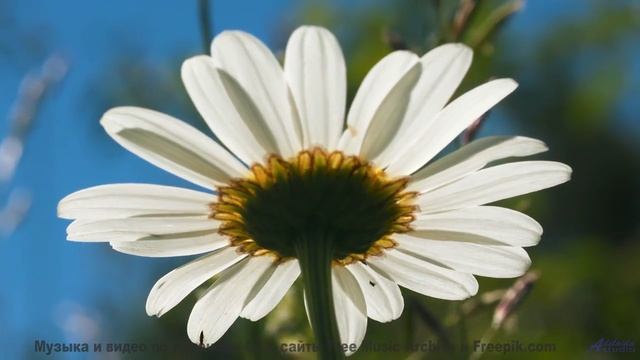 Эта мелодия генерируется вашим мозгом в реальном времени - попробуйте! - A Happy Thursday Morning --