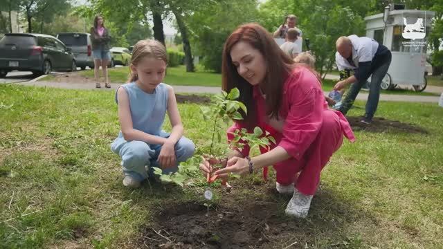 Аллею из 10 сиреней высадили на бульваре Гагарина. Иркутск