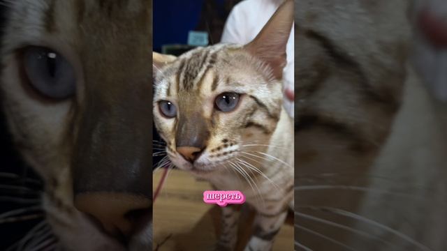 Бенгальский кот на выставке кошек. Судья Елена Бутомова