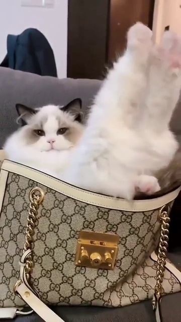 Funny cat