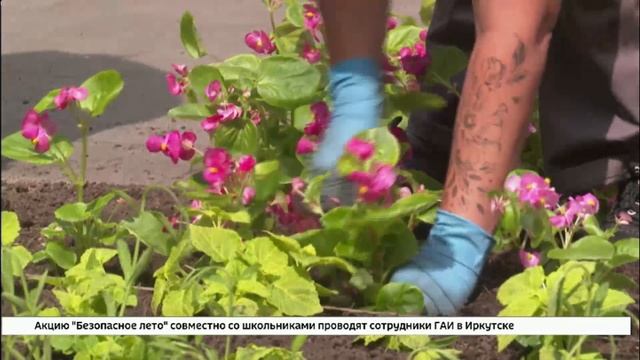 Брызги красок в облике летнего города. Клумбы Иркутска украсят полмиллиона цветов