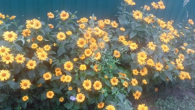 VID_20250616_085114.mp4