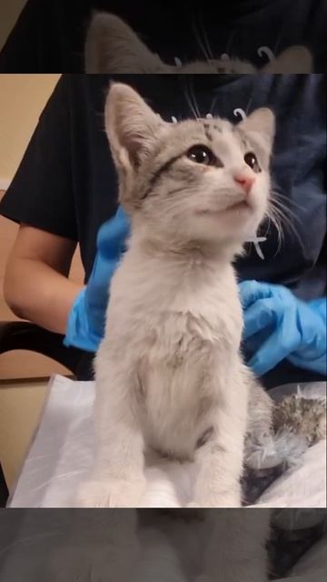 🐈На Дмитровском шоссе сотрудницы салона услышали грохот и мяуканье из вентиляционного короба🐈