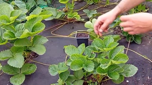 Простой способ укоренения усов клубники