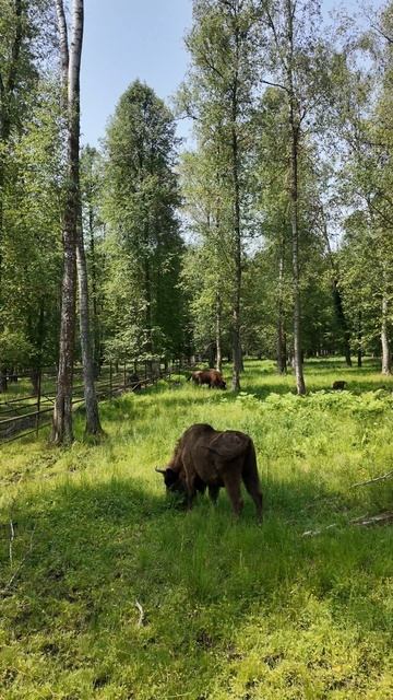 Приокско-Террасный заповедник – остров 
дикой природы рядом с Москвой.Зубры!