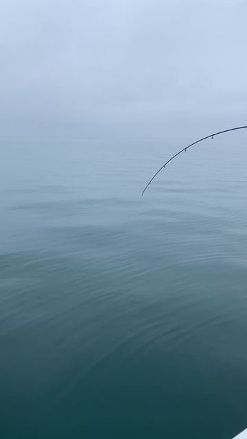 Море лежит. Ловим ставриду.