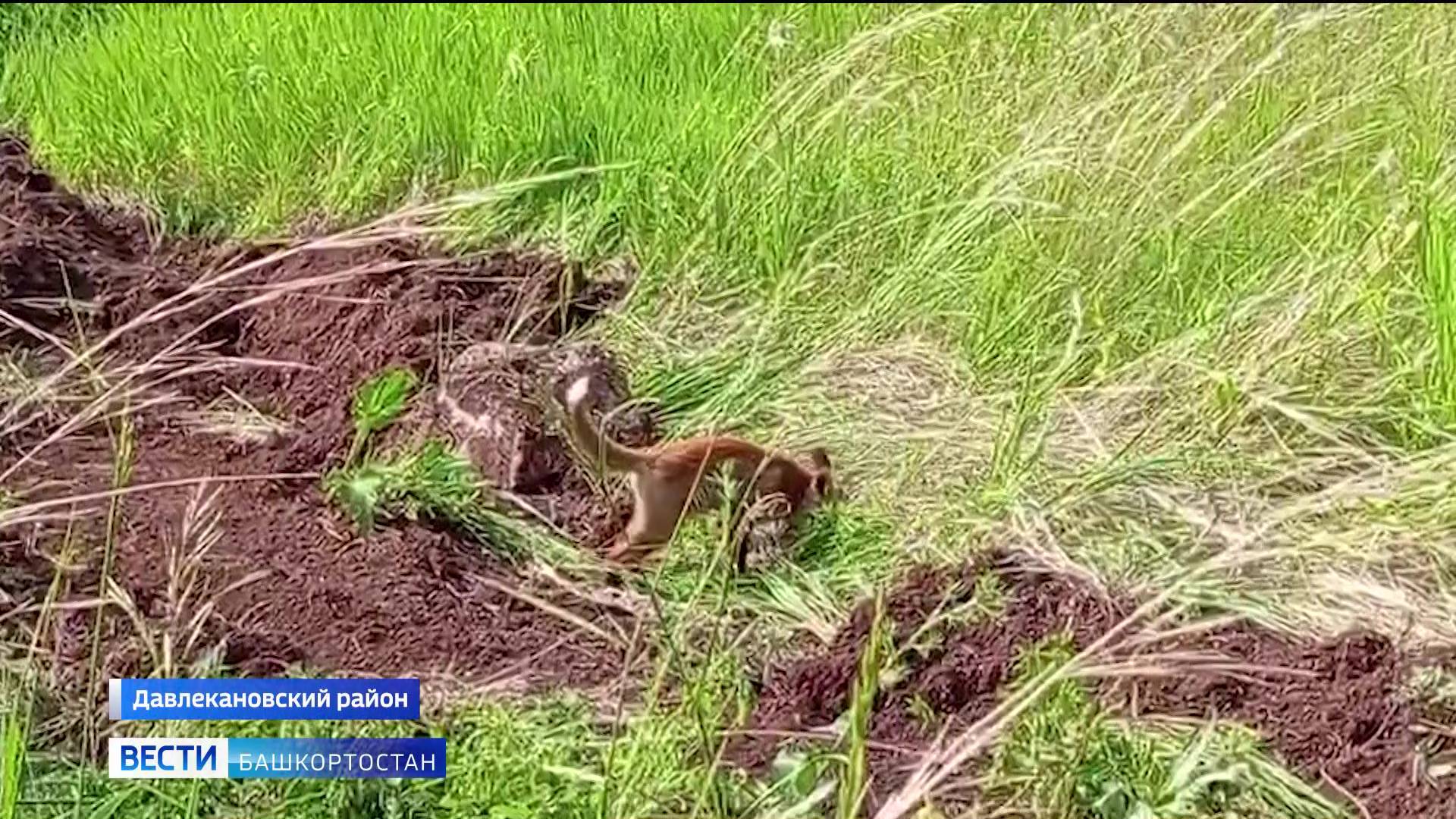В Башкортостане засняли двухмесячного лисенка