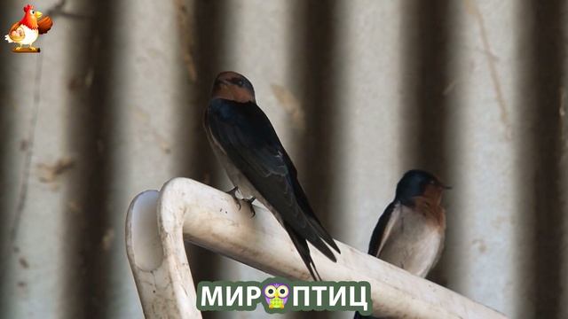 Мир птиц – красота и грация пернатых созданий Природы 🦩🦚🦜 Выпуск (217) 🦉🐦🐤