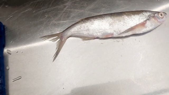 летняя кубанская чехонь
