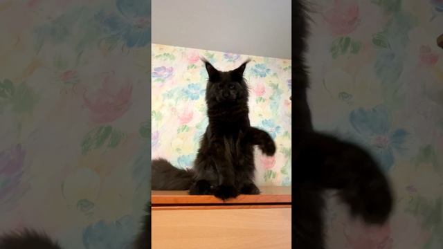 Рич черный котенок мейн-кун