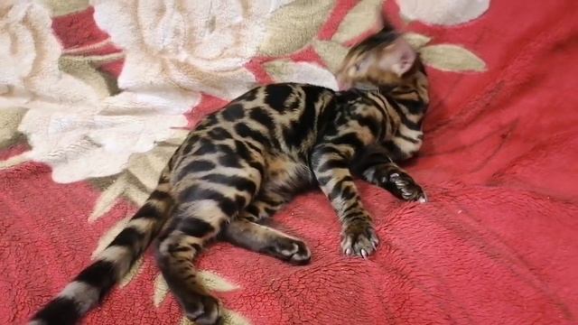 Геракл и Гедеон, бенгальские котята, 5 мес