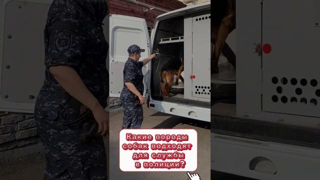 5 вопросов кинологу