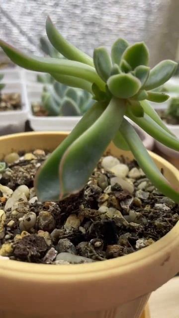Размножение суккулентов на пне. Снесла голову эхеверии. #succulents #суккуленты