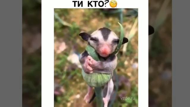 загадочная зверушка