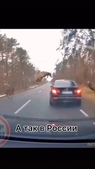 ОЛЕНЬ НА ДОРОГЕ