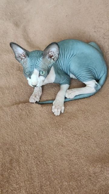 2 котëнка канадского сфинкса биколор