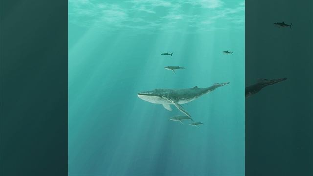 Китовая прогулка: 3D CGI анимация