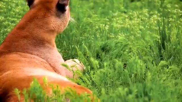 Животные в природной среде