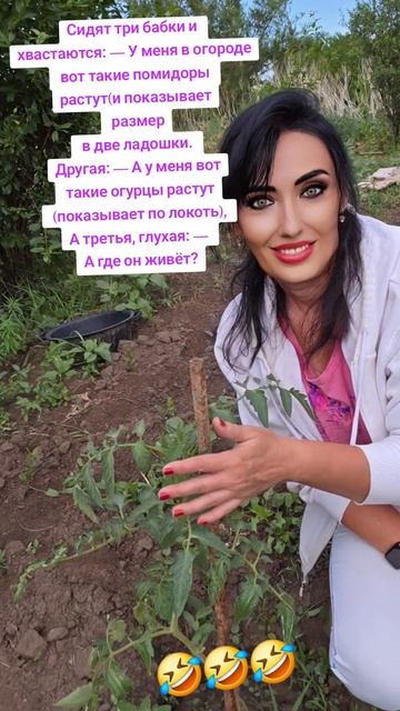 Помидоры овощи)