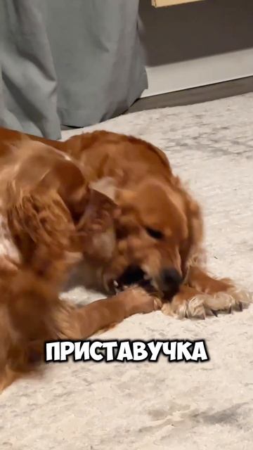 Теперь я профи в этой игре🥇☝️