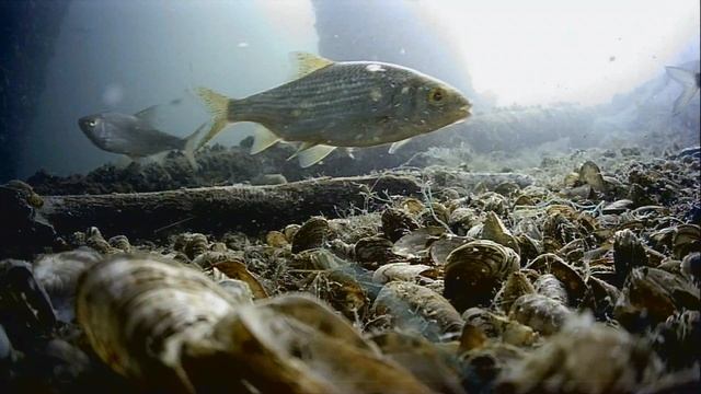 1000044781.mp4Волга гл.5м.16.06.2025г.