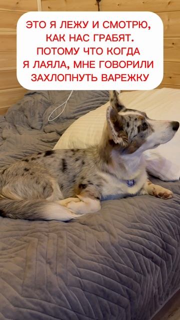 Вредная корги.