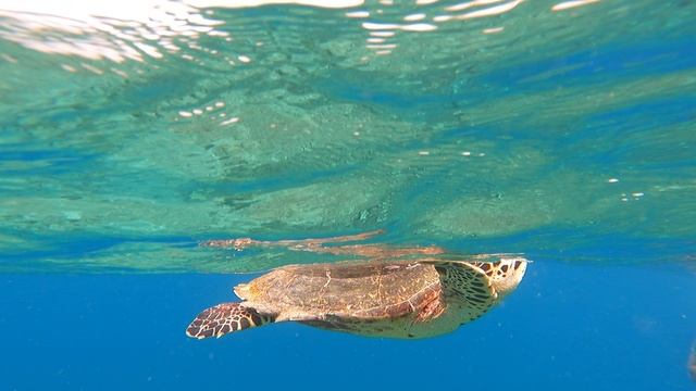 Черепаха всплыла подышать. Мальдивы 2023 / Turtle surfaced to breathe. Maldives 2023