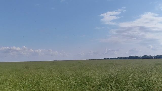 пчелы летят