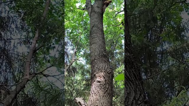 Белки по очереди подходят к поилке