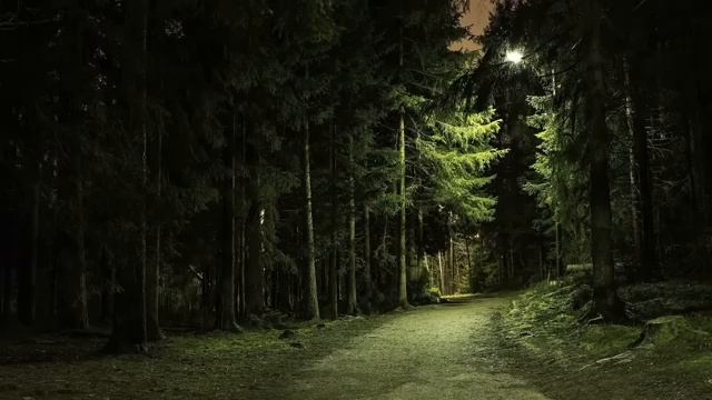 Ночной лес и благодарственная природа под небом часть 3