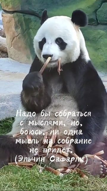 Панда. Как собраться с мыслями?