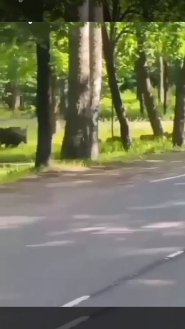 В Зеленогорске по дорогам бегают кабаны