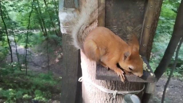 Доверчивый Бельчонка