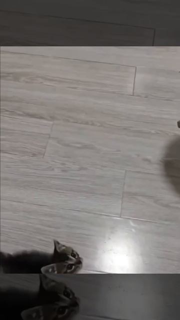 Малыш, а понимает уже).