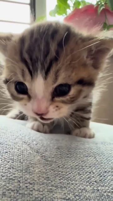 Мяу?