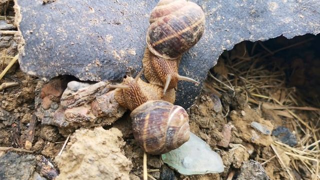 Улитка виноградная 🐌