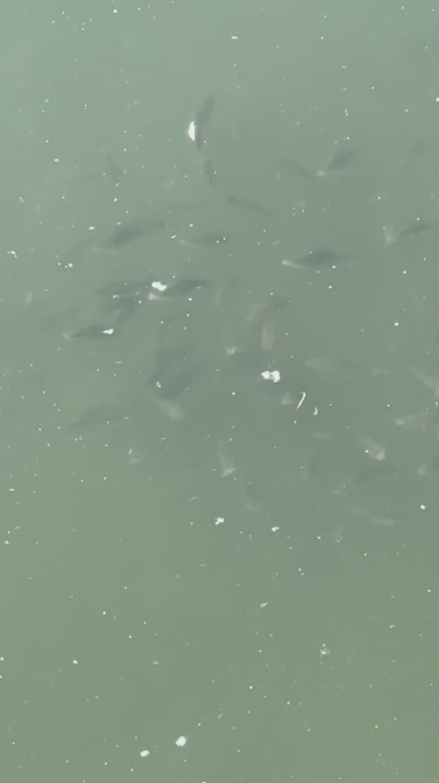 Царство карасей 🐟