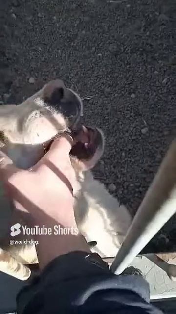 1000003156.mp4